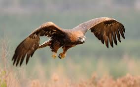 We did not find results for: Golden Eagles Back From The Brink As Numbers Soar To Highest Level Since Surveys Began