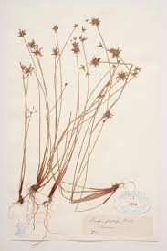 Image result for Isolepis prolifera