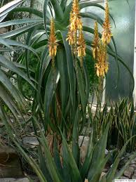 Image result for Aloe lutescens