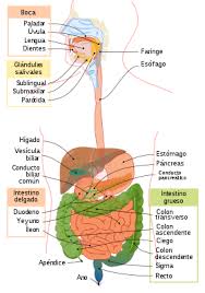 Aparato Digestivo Wikipedia La Enciclopedia Libre Aparato Digestivo Humano Aparato Digestivo Sistema Digestivo Humano