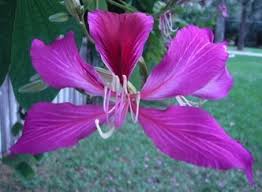 Image result for Behniaceae