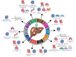 There are many causes of hepatitis. Molecular Mechanisms Of Viral Hepatitis Induced Hepatocellular Carcinoma
