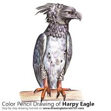 Buff (latin bubalinus) is a light brownish yellow, ochreous colour, typical of buff leather. Harpy Eagle Colored Pencils Drawing Harpy Eagle With Color Pencils Drawingtutorials101 Com