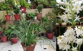 Rajnigandha flower bulbs description for rajnigandha, polianthes tuberosa. How To Grow Take Care Of Rajnigandha Plant Elitech Drip