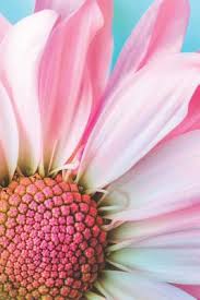 Maybe you would like to learn more about one of these? Asthma Tagebuch Peak Flow Protkoll Zum Ausfullen Fur Uber 500 Tage Handliche Tabelle Mit Vorlage Im 6x9 Format Motiv Paperback Lowry S Books And More