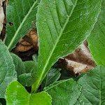 Image result for Struchium