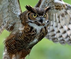 How often do owls eat? Great Horned Owl San Diego Zoo Kids