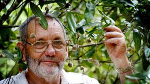 Researchers at the University of Queensland studying the endangered  Macadamia Jansenii say it could be the supermodel for global plant  genomics.