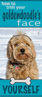 Check spelling or type a new query. Step By Step How To Trim Your Goldendoodle S Face Yourself Goldendoodle Goldendoodlehaircut Goldendoodlegrooming Grooming Dogdiy Dogs Goldendoodle H