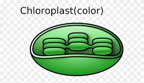 Unlabeled animal cell black and white. Animal Cell Unlabeled Chloroplast Clip Art Free Transparent Png Clipart Images Download
