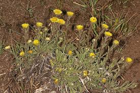 Image result for Helichrysum aureum