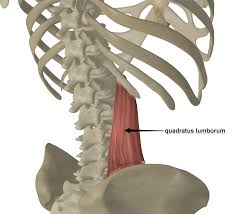 The small joints between the ribs and the vertebrae permit a gliding motion of the. Quadratus Lumborum Ql A Real Pain In The Back