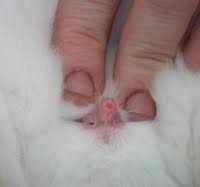 A baby cottontail rabbit can sometimes be found alone without its mother in the wild. How To Tell Sex Of Baby Rabbit Ovulation Signs
