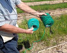 Leave at least 1 inch between the surface of the soil and. How To Tie Grapevines Msu Extension