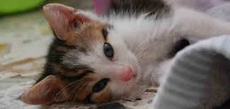 Idée de nom pour un cheval femelle. Nom De Chat Femelle Ou Prenom Pour Chat Femelle Trouver La Bonne Idee