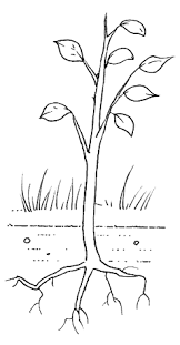 Dibujos De Plantas Para Colorear