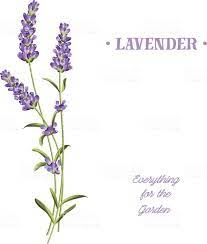 Bunch Of Lavender Flowers On A White Background Lavender Lavender Stock Free Vector Art