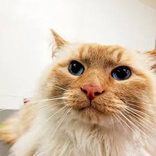 Profile for Windermere Animal Hospital Grooming