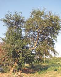 Image result for Pithecellobium dulce