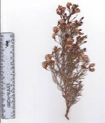 Image result for Psoralea arborea