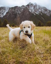 20 Dogs And Puppies See Our Web Site For Even More Information On Golden Retriever Puppies It Is See Our In 2020 Dog Adventure Cute Dogs Cute Puppy Pictures