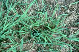 Image result for Bothriochloa
