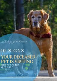 Check spelling or type a new query. 10 Signs Your Pet Is Visiting You From The Afterlife Amanda Linette Meder Pet Quotes Dog Pet Loss Dog Dog Grief