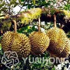At only $29.90 a box, it is a must try for all durian lovers. Hot Sale 5pcs A Lot Rare Durian Trees Bonsai Delicious King Of Fruit Bonsai Giant Outdoor Rare Bonsai Plants Free Shipping Buy At The Price Of 0 40 In Aliexpress Com Imall Com