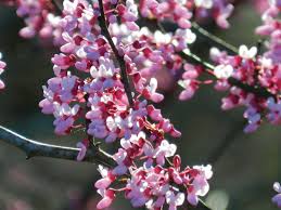 Plants that appear purple, blue or red contain a higher concentration of anthocyanin than chlorophyll. Three Native Flowering Trees For Spring Color My Indiana Home