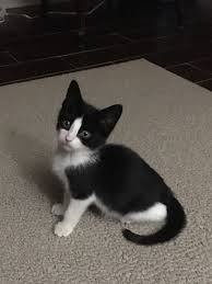 Tuxedo Cat Ruby Cute Cats And Kittens Cats I Love Cats