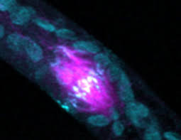 Maybe you would like to learn more about one of these? Unlocking Long Hidden Mechanisms Of Plant Cell Division