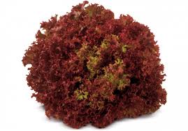 Giovanni, miguel and nikos returned to morpeth in 2015 with lollo rosso. Lollo Rosso Mahlmann Gemusebau