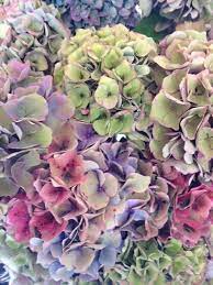 Ca Grown Antique Hydrangea Beautiful Flowers Hydrangea Colors Plants