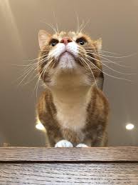 very good boy cat love cats animals