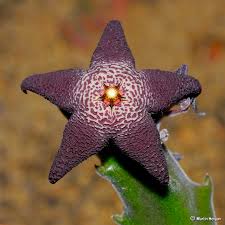 Image result for Tridentea marientalensis