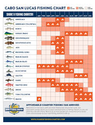 Cabo Fishing Season Calendar The Tuna Tower