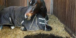 .ökologische pferdebox, boden matte liegekomfort, stallboden trittsicher,ponystall, stallboden für pferdebox, gummimatte für artgerechte pferdehaltung, bodenschutz matten + liegematten für. Onfarming Pferdebox Gummimatten Von Belmondo