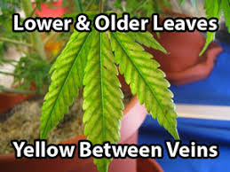 Marijuana Nutrient Problems Symptoms By Picture Grow