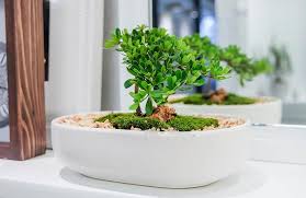 Zelkova bonsailere kışın serin fakat güneş alan yerlerde nem miktarına dikkat edilecek biçimde muhafaza edilmelidir. Bonsai Agaci Bakimi Ve Yetistiriciligi Nasil Yapilir Bonsai Rehberi