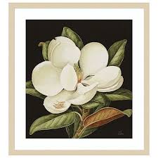 Magnolia Grandiflora 2003 By Jenny Barron Wood Framed Wall Art Print