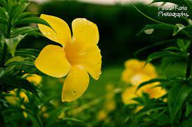 Yellow Bell Golden Trumpet Or Buttercup Flower Buttercup Flower Language Of Flowers Flowers