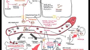 iron physiology