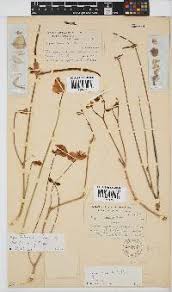 Image result for Vigna frutescens