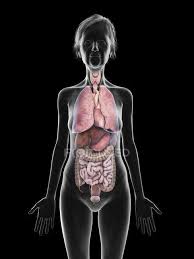 Pancreas among other functions, the pancreas is the chief factory for digestive enzymes that are secreted into the duodenum, the first segment of the small intestine. Illustration Of Woman S Internal Organs Woman Skeleton Vector Photo Free Trial Bigstock