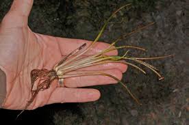 Image result for Isoetaceae