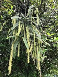 Image result for Diaphananthe