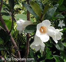 Image result for Rothmannia globosa