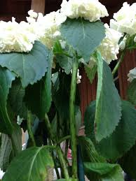 Hydrangea Wilting From What We Can See In The Photo It Appears To Be A Lack Of Water The Soil Does Not Look Moist In The Photo Hydrangea Plant Leaves Soil