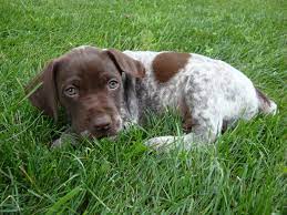 German Shorthaired Pointer So Cute Pointer Puppies Gsp Dogs German Shorthaired Pointer