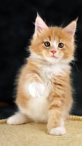 Download wallpaper kucing terbaru gratis koleksi foto kucing yang lucu lucu gambar anak kucing comel sekali. Gambar Mengagumkan Maine Coon Anak Kucing Kucing Untuk Wallpaper Hp 720x1280 Wallpaper Teahub Io